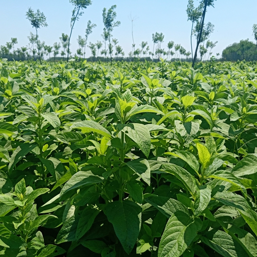 河北玄參種植戶